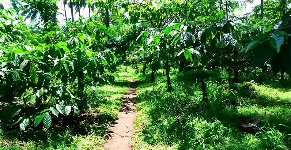 Top Coffee-Producing Countries: The World's Leading Coffee Exporters 