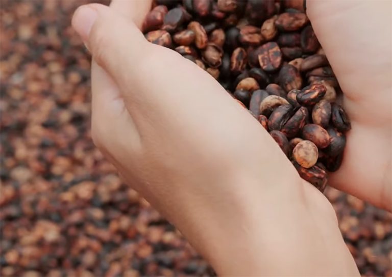 Top Coffee-Producing Countries: The World's Leading Coffee Exporters